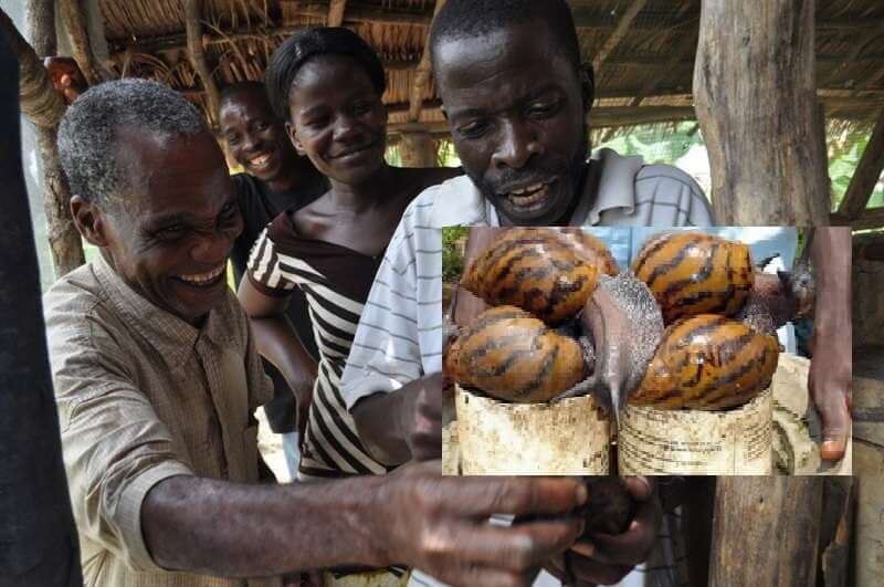 Les escargots géants en Côte d Ivoire Une filière en plein essor