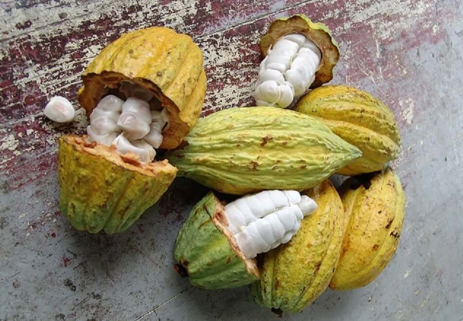 La production de cacao en Côted’Ivoire en hausse de 17.000 tonnes fin