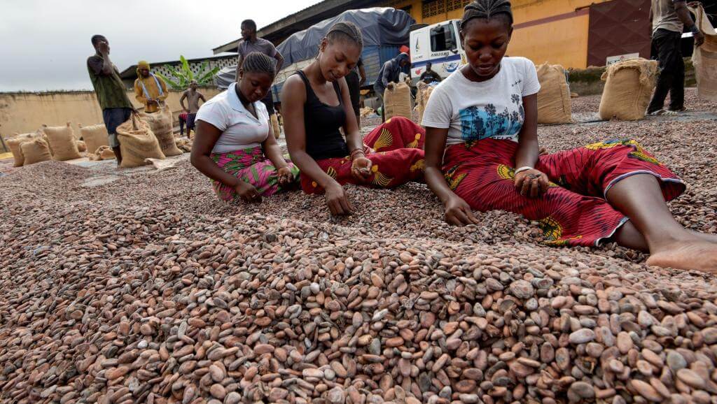 Cacao, café, coton et caoutchouc La Côted'Ivoire réitère