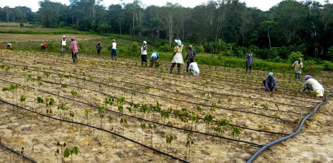 Côted’Ivoire À Yamoussoukro, le 1er pôle agroindustriel financé par