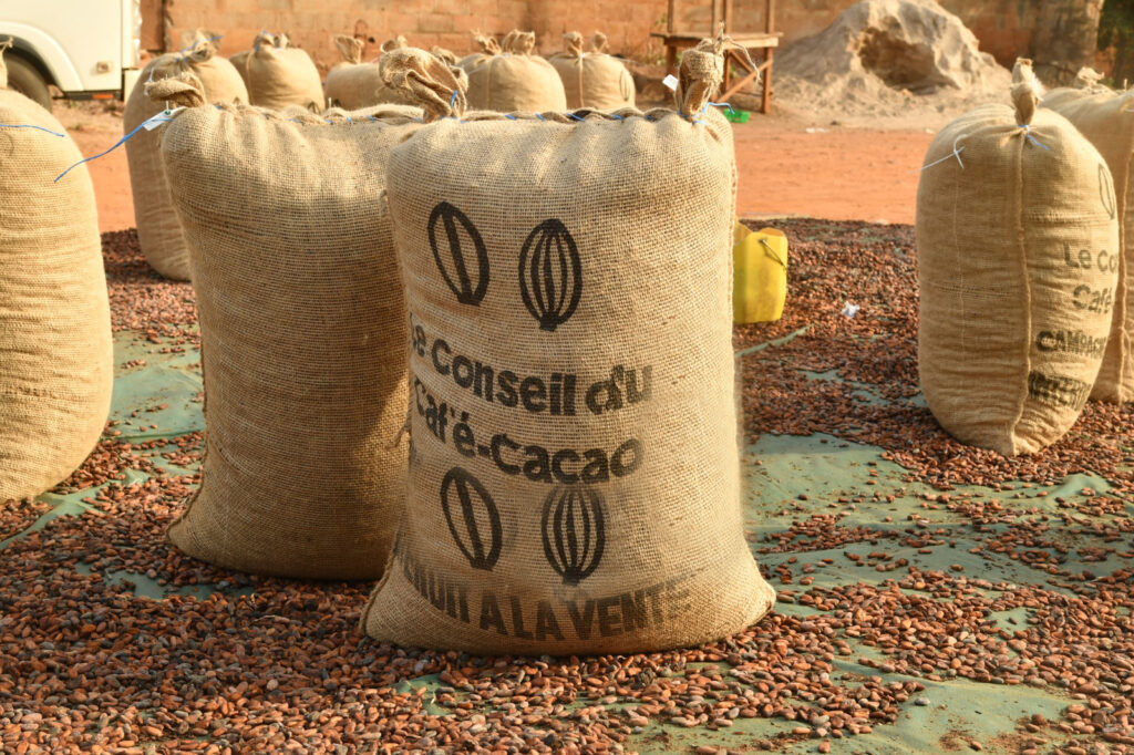 Cacao ivoirien : et si les producteurs reprenaient enfin le pouvoir ?