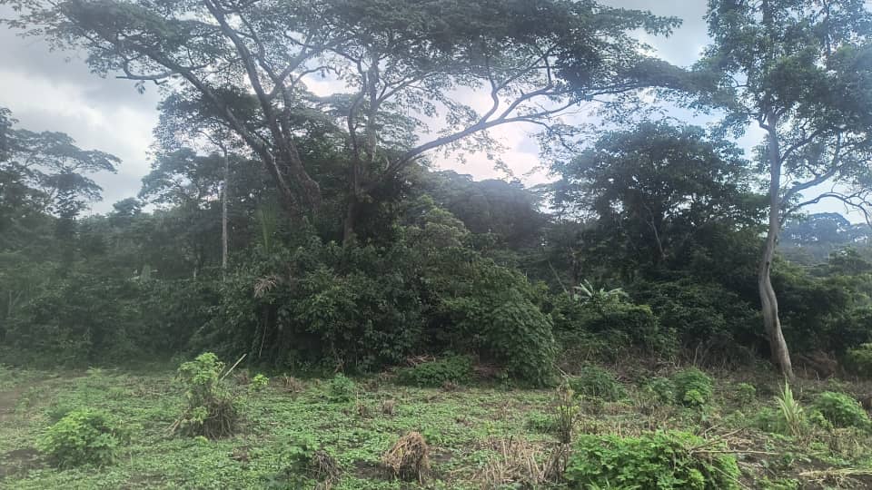Agriculture: la Côte-d’Ivoire obtient 50 millions de dollars pour renforcer la résilience climatique des producteurs