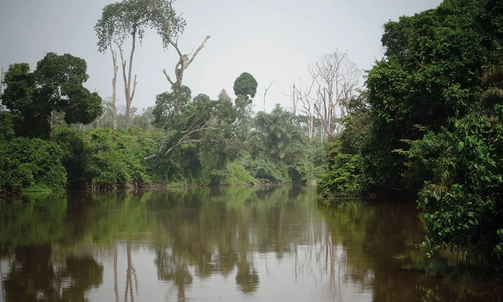 Préservation du complexe forestier Taï-Grébo-Krahn-Sapo: la Côte d’Ivoire et le Liberia renforcent leur coopération