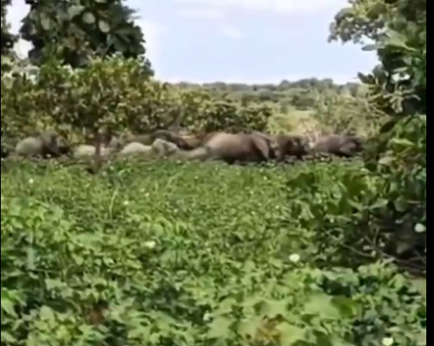 Ferké: un troupeau d’éléphants ravage des champs à Badikaha