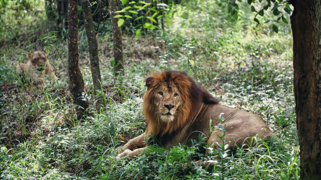 Retour des lions au Parc national de la Comoé : l’OIPR échange avec un spécialiste de l’UICN sur le projet